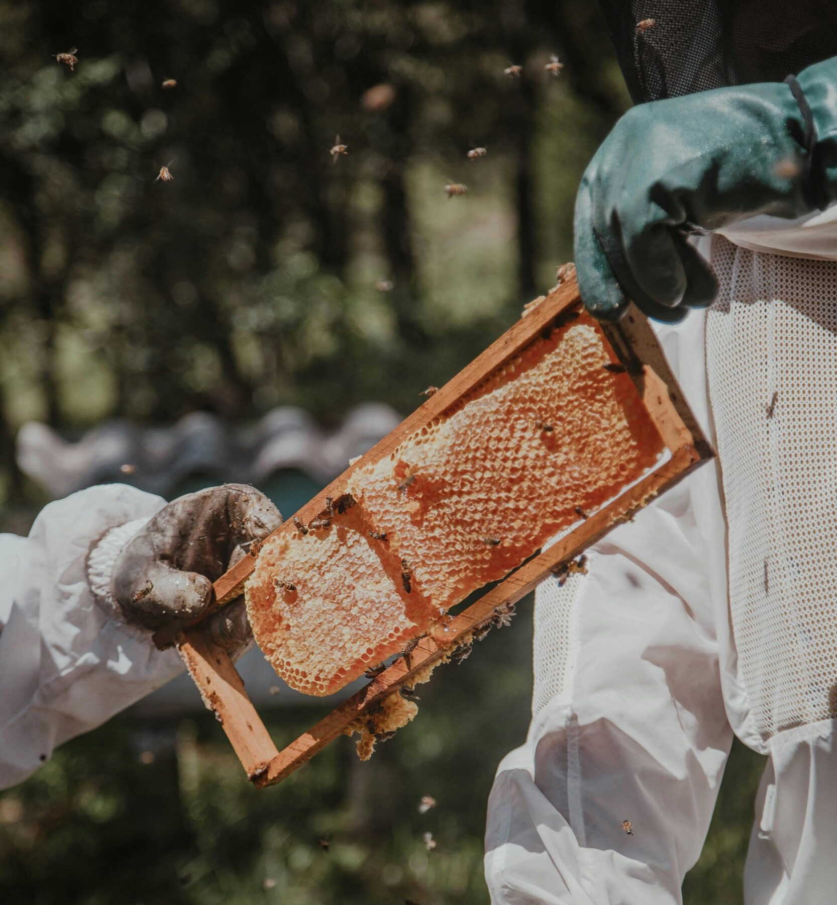 honing van AlphaESS bijen